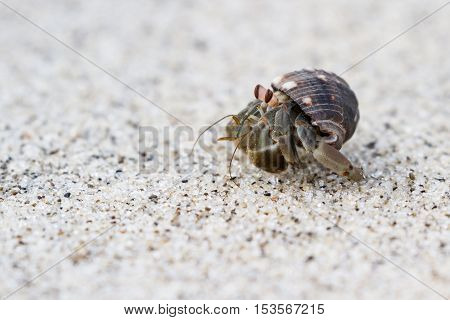 small hermit crab on a white sand beach in Panama