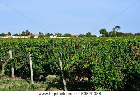 La Couarde sur Mer France - september 26 2016 : vineyard around the village in autumn