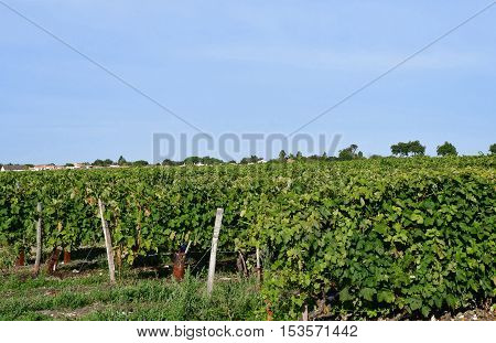 La Couarde sur Mer France - september 26 2016 : vineyard around the village in autumn