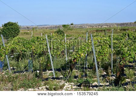 La Flotte France - september 25 2016 : vineyard in autumn
