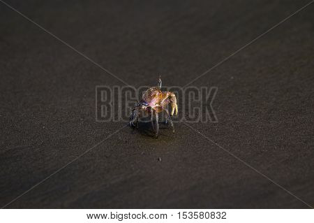 Horned Ghost Crab