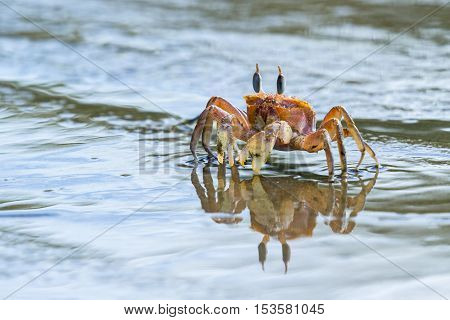 Horned Ghost Crab