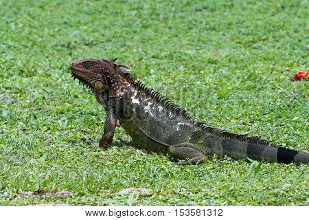 Spiny Tail Iguana - Ctenosaur
