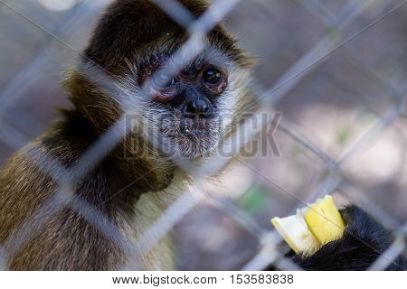 Geoffroy's Spider Monkey - Ateles Geoffroyi