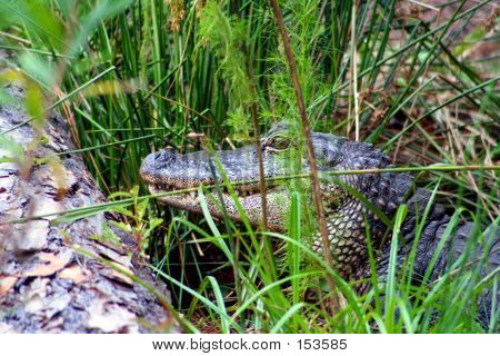 Escondendo o Gator