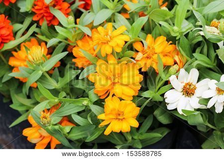 Beautiful white Narrowleaf Zinnia or Classic Zinnia flowers, background.