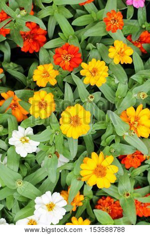 Beautiful white Narrowleaf Zinnia or Classic Zinnia flowers, background.
