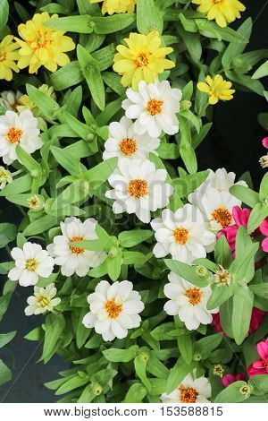 Beautiful white Narrowleaf Zinnia or Classic Zinnia flowers, background.
