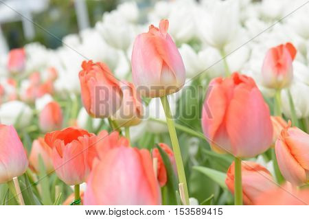 Colorful Tulips. Tulips In Spring,colourful Tulip.