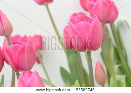 Colorful Tulips. Tulips In Spring,colourful Tulip.