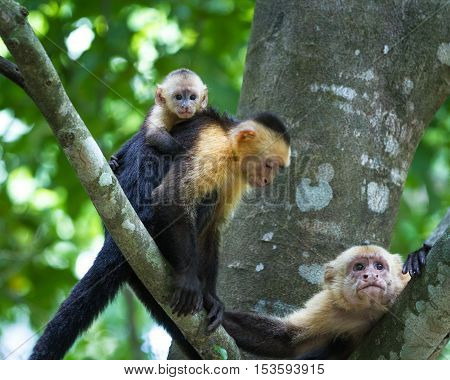 White Headed Capuchin -  Cebus Capucinus
