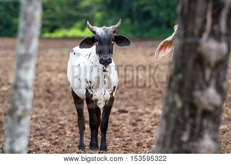 Brahman Cattle In Costa Rica