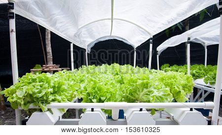 Organic Vegetable, Vegetable Food, Agriculture Organic Farm