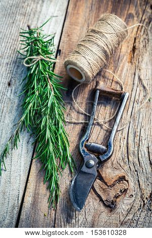 Closeup of healthy lavender on old wooden table