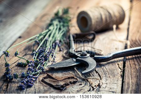 Closeup of fresh lavender on old wooden table