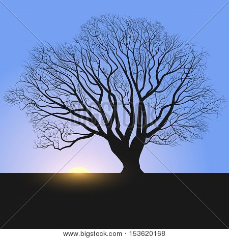 tree silhouette and sunrise, illustration eps 10