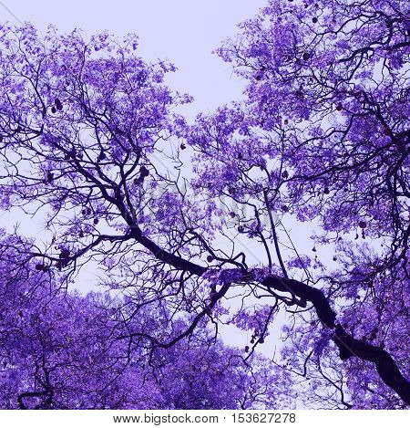 Beautiful blooming violet branches of Jacaranda. Brooklyn. Pretoria. Spring in South Africa.