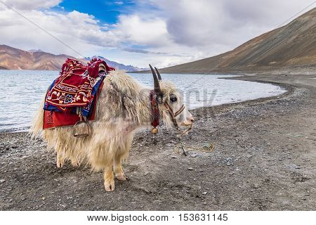 White Yak beside Pangong Lake (Pangong Tso)Leh Ladakh India.