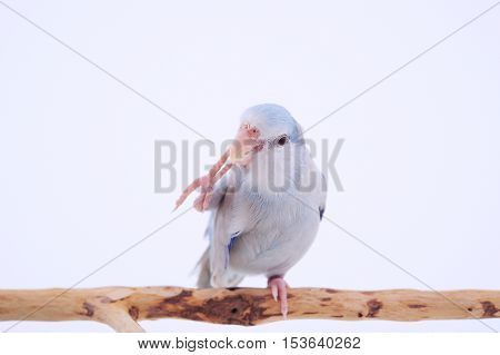 Bird stand on the branch with white background.
