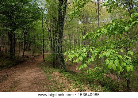 green forest in spring and young trees