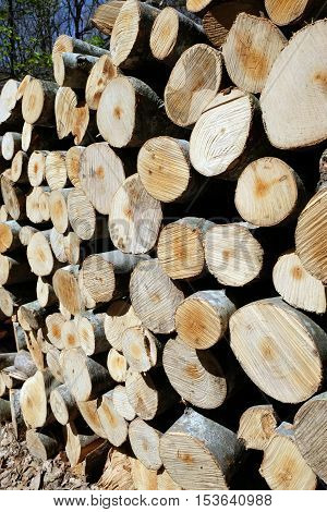 Forest pine trees logs background felled by the logging timber industry