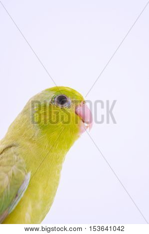 Bird perched against white background and looking camera