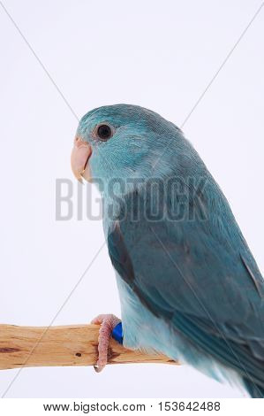 Bird stand on the branch with white background.