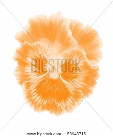 Viola  Orange Flower