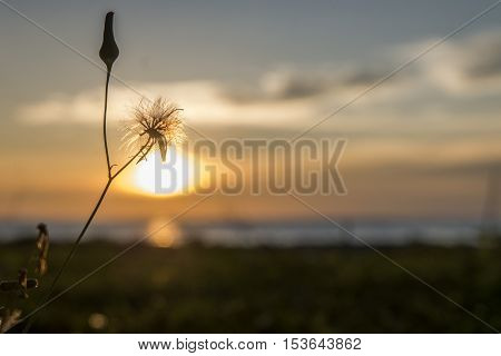 LABUAN ISLAND ,MALAYSIA -OCTOBER 23,2016: Wild flower silhouette during sunset at the seaside Kg. Pohon Batu.