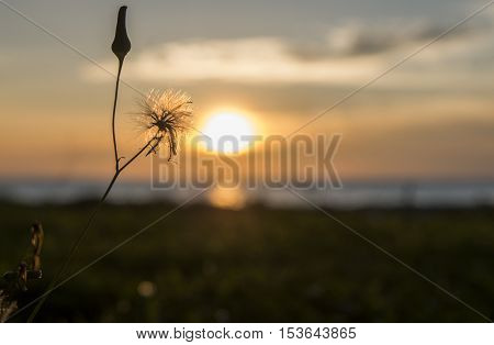 LABUAN ISLAND ,MALAYSIA -OCTOBER 23,2016: Wild flower silhouette during sunset at the seaside Kg. Pohon Batu.