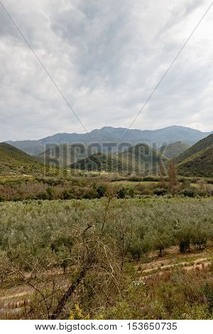 Portrait - Green Orchard View With Mountains And Moody Clouds