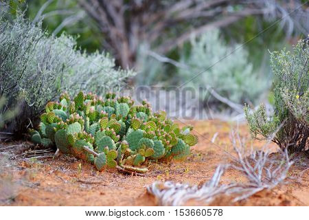 Blossoming Cactuses In Dixie National Forest Near Yant Flat Sandstone Formations In Utah