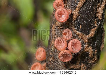 Pink fungi cup or Cookeina tricholoma mushroom or Champagne mushroom on old wood in rain forest