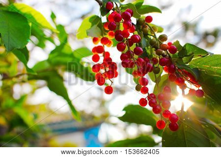 Bright sunbeam on the ripe berries. Beauty of nature