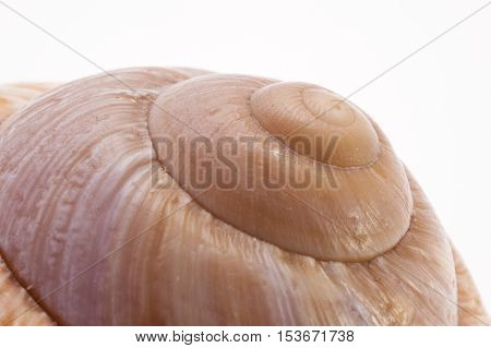 Close up of a Snail Shell cutout