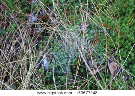 Spinnenweb met dauw in het droge gras
