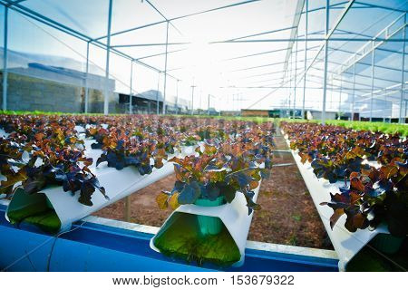 Athletic organic salad grown in greenhouses Thailand.