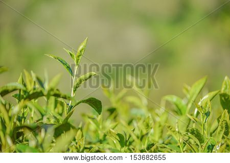 Tea is an aromatic beverage commonly prepared by pouring hot or boiling water over cured leaves of the Camellia sinensis an evergreenshrub native to Asia.