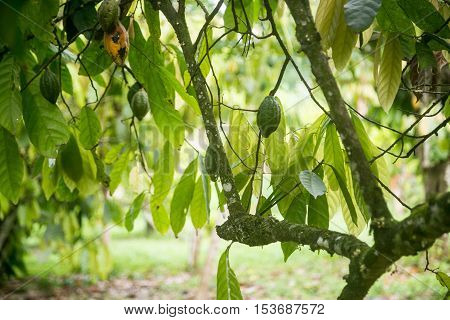 Unripe Cocoa pods in Ogun State, Nigeria