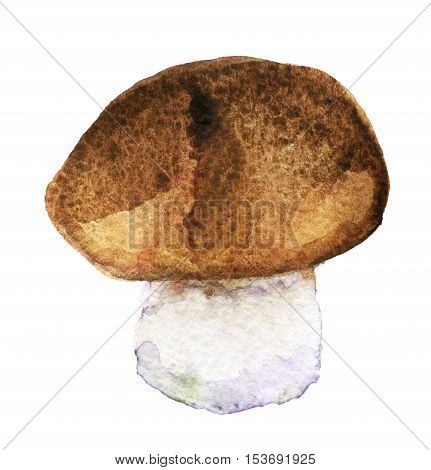 watercolor sketch of bolete. King bolete on white background