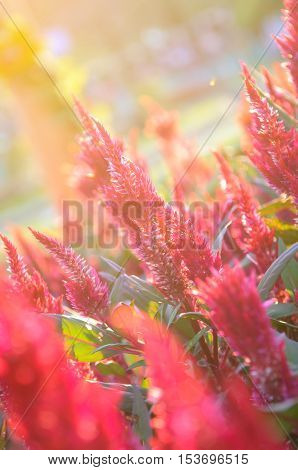 Red Cockscomb flowers with light effect - beautiful natural