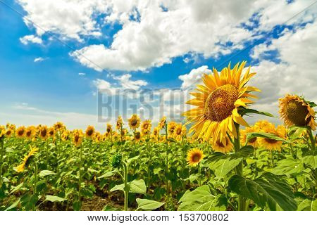 Beautiful sunflower field at the summer, near Burgas, Bulgaria