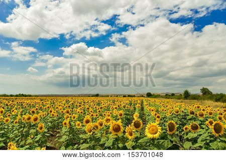 Beautiful sunflower field at the summer, near Burgas, Bulgaria