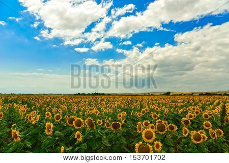 Beautiful sunflower field at the summer, near Burgas, Bulgaria