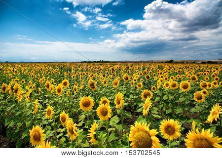 Beautiful sunflower field at the summer, near Burgas, Bulgaria