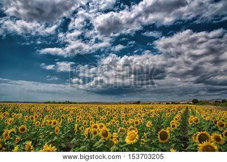 Beautiful sunflower field at the summer, near Burgas, Bulgaria