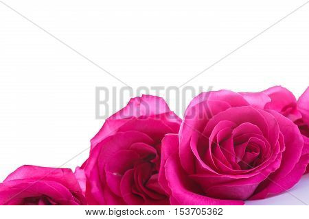 beautiful bright pink roses on a white background
