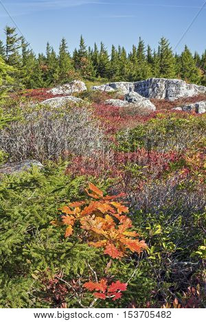 Autumn colors paint Bear Rocks Preserve at The Dolly Sods Wilderness in the Allegheny Mountains of West Virginia.