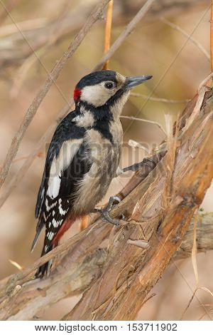 portrait of a woodpecker in the woods closeup