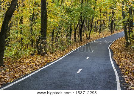 The asphalt racetrack in the autumn wood